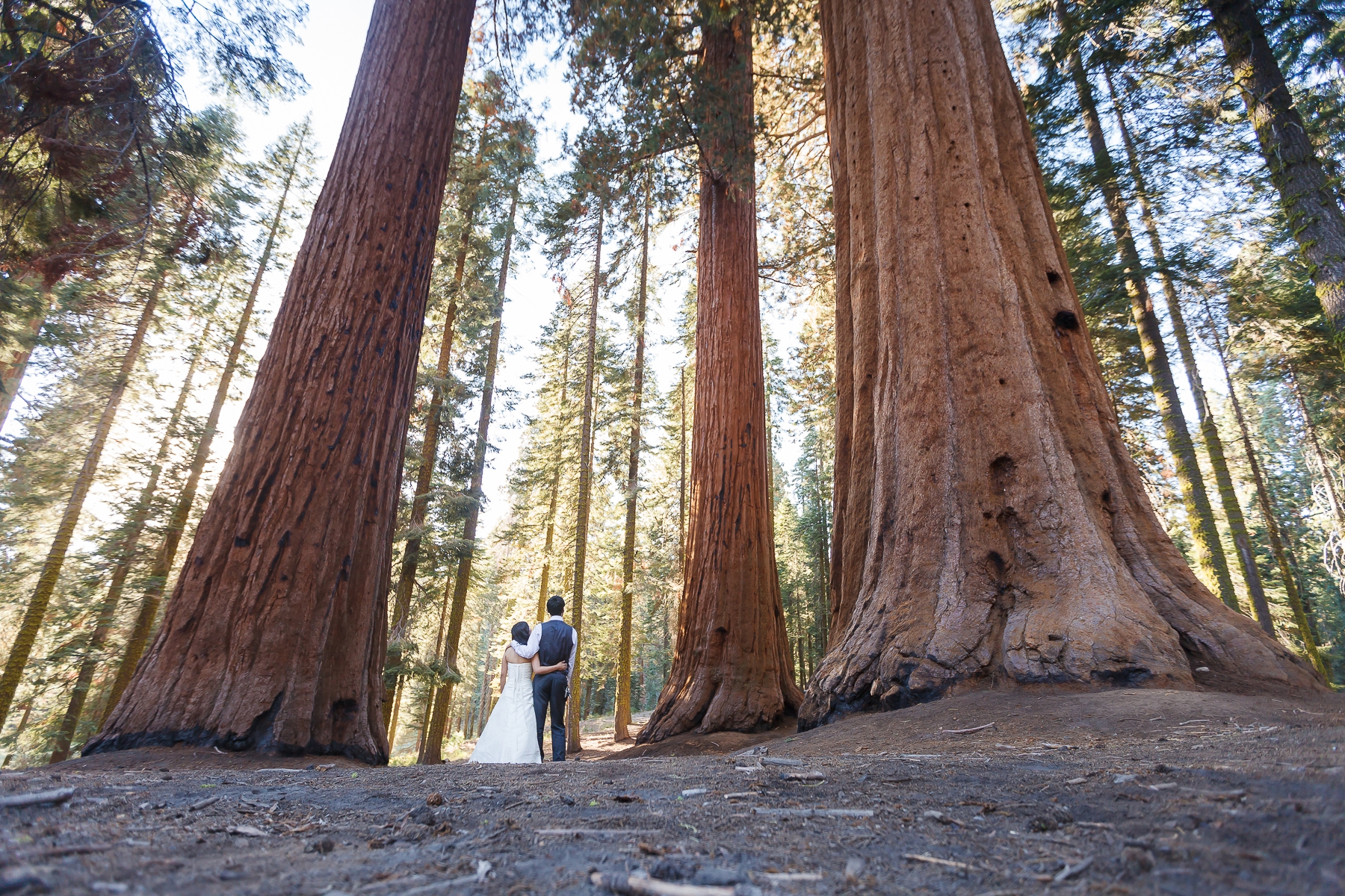 Sequoia Destination Wedding