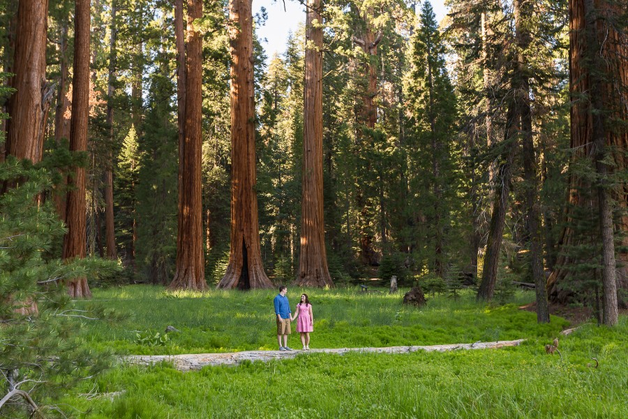 Sequoia National Park Engagement Shoot
