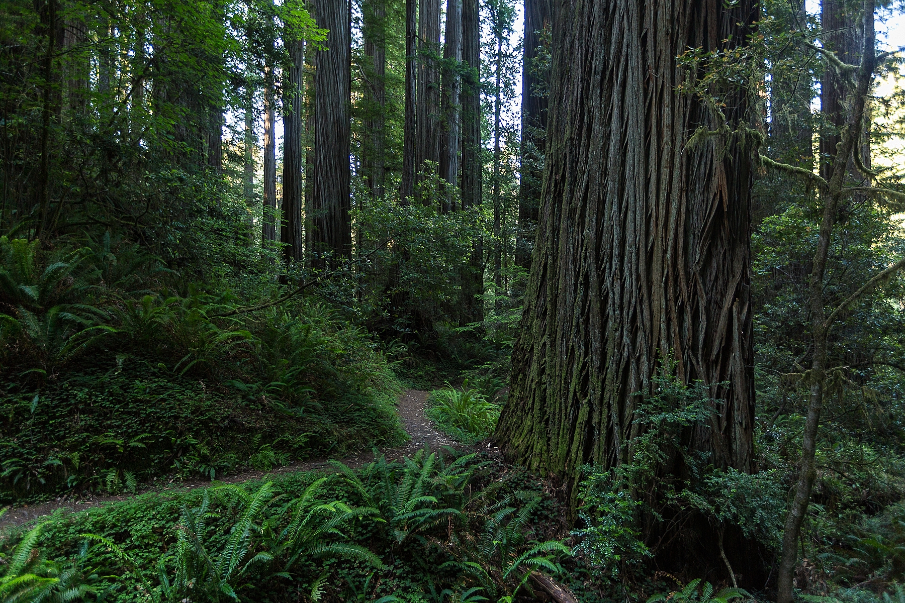 redwoods national park california