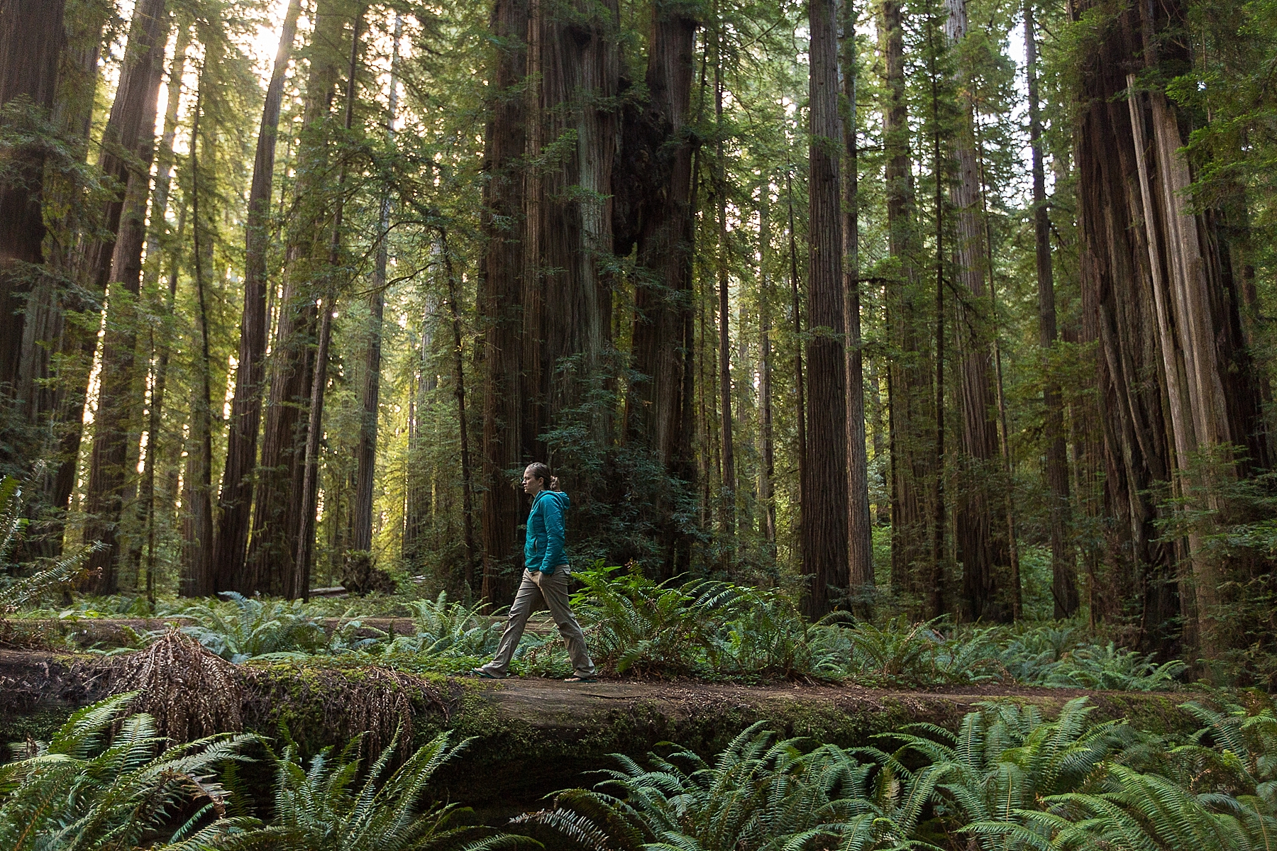 redwoods national park california