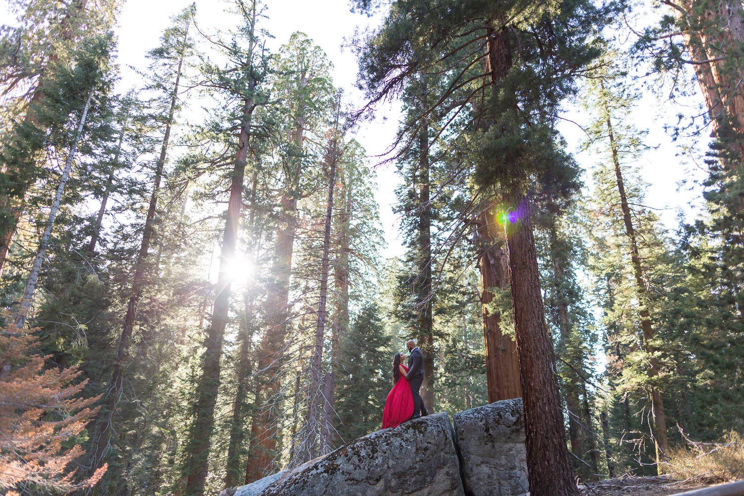 Romantic Sequoia Tree Engagement Photography