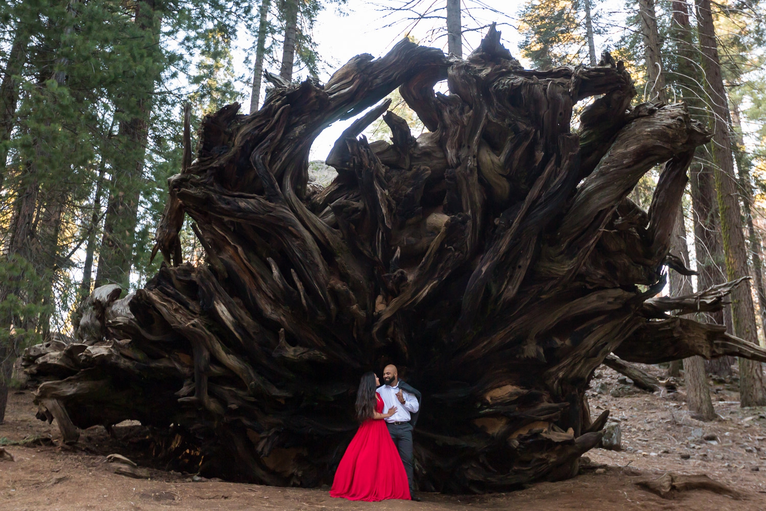 Romantic Sequoia Tree Engagement Photography