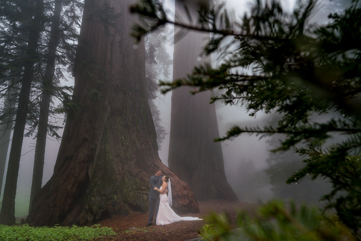 Sequoia National Park Wedding Portraits in Giant Forest
