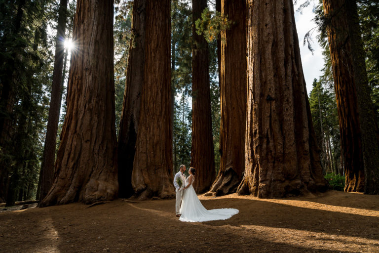 Sequoia Elopement Photography | Taylor and Saji