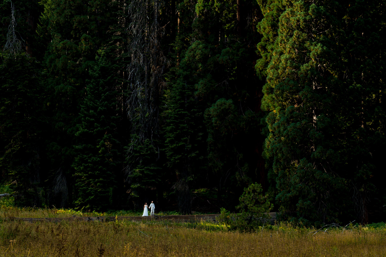 Sequoia Elopement Photography Couple Portraits Crescent Meadow