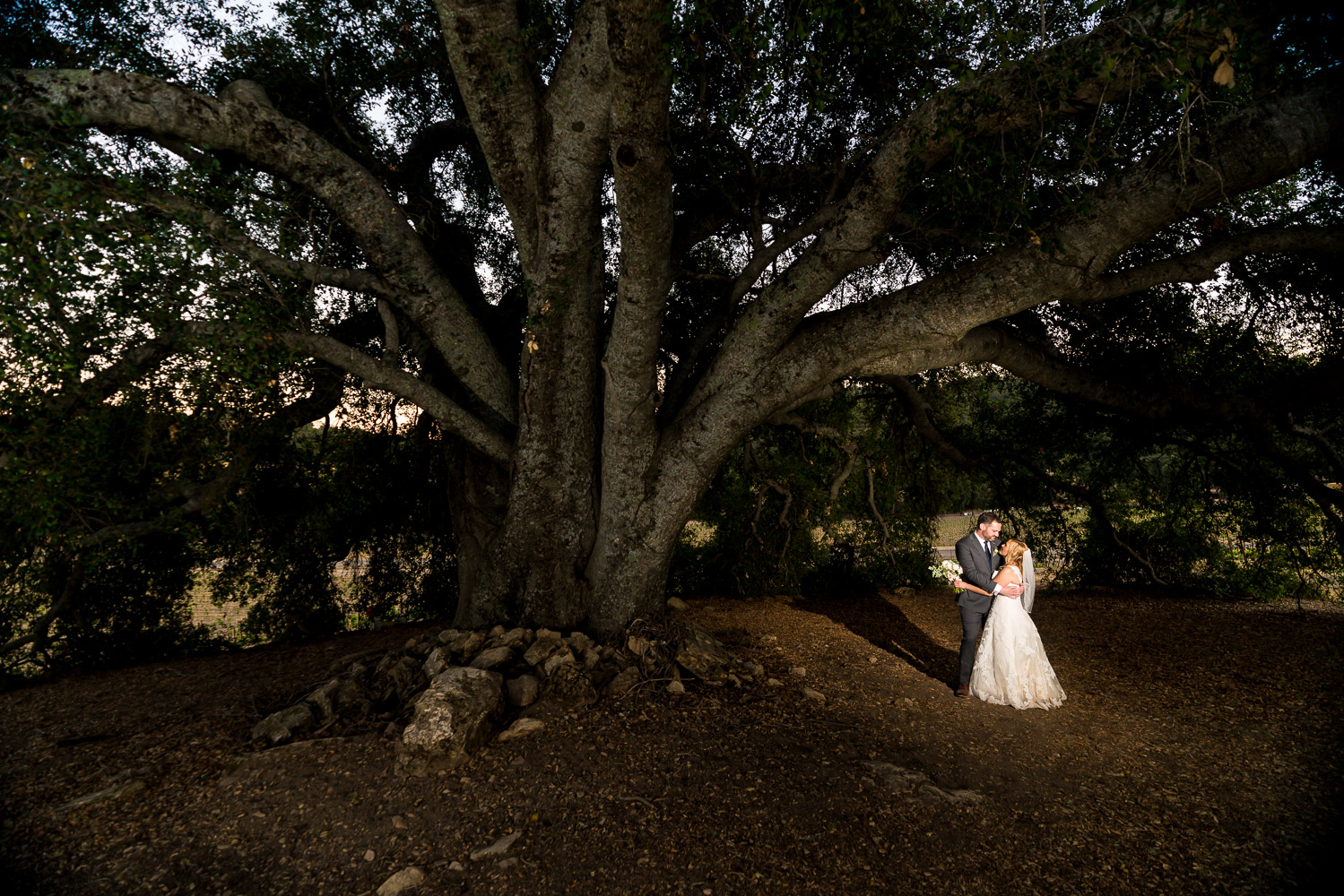 Halter Ranch Wedding Portrait with Oldest Live Oak in CA