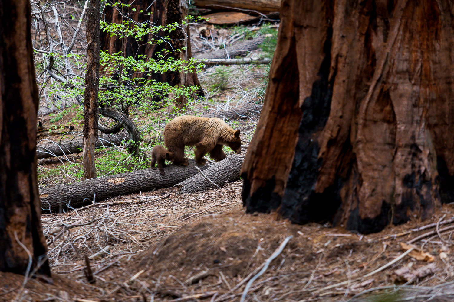 sequoia national park and kings canyon photography bear and bear cub