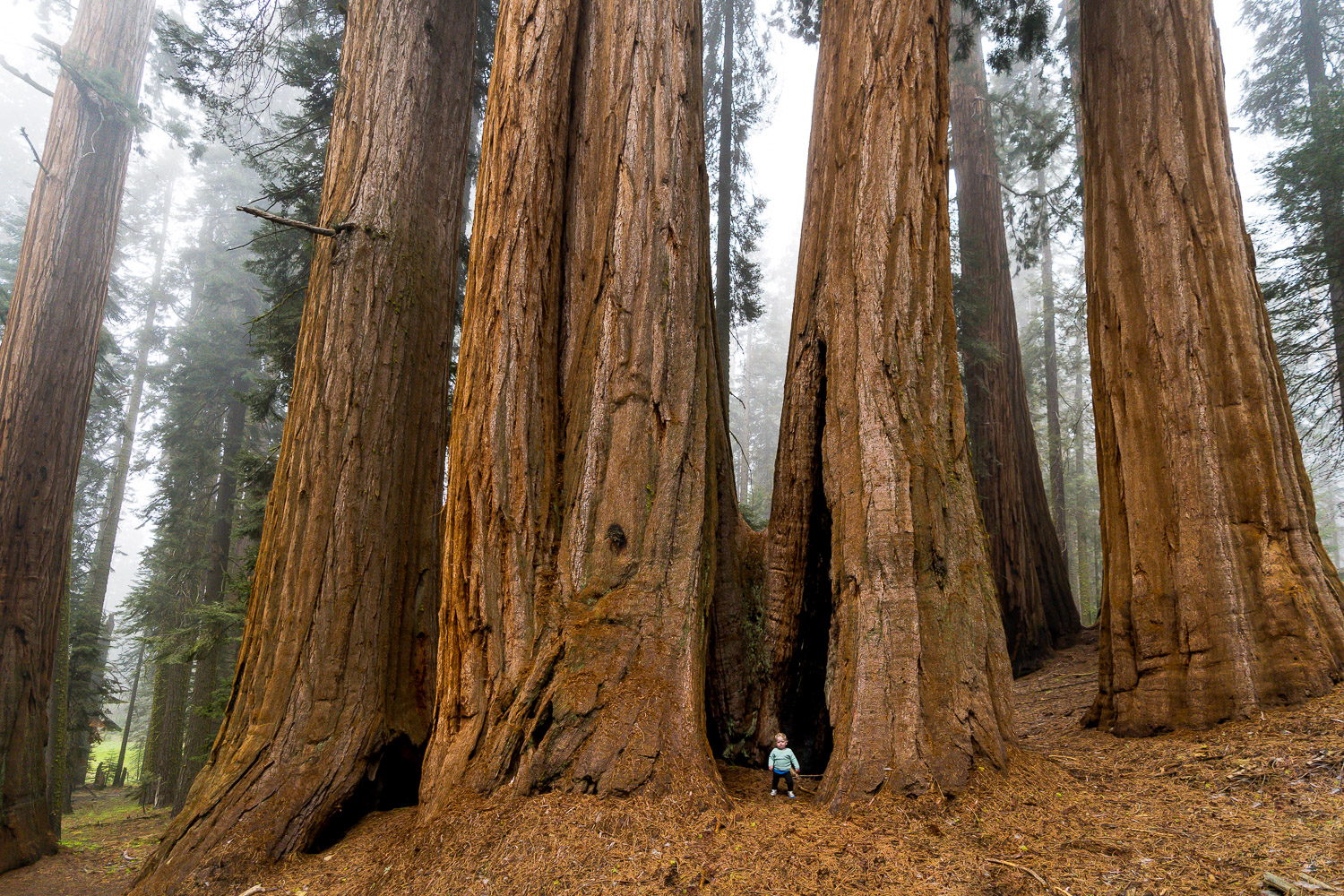 sequoia national park and kings canyon photography giant sequoia grove