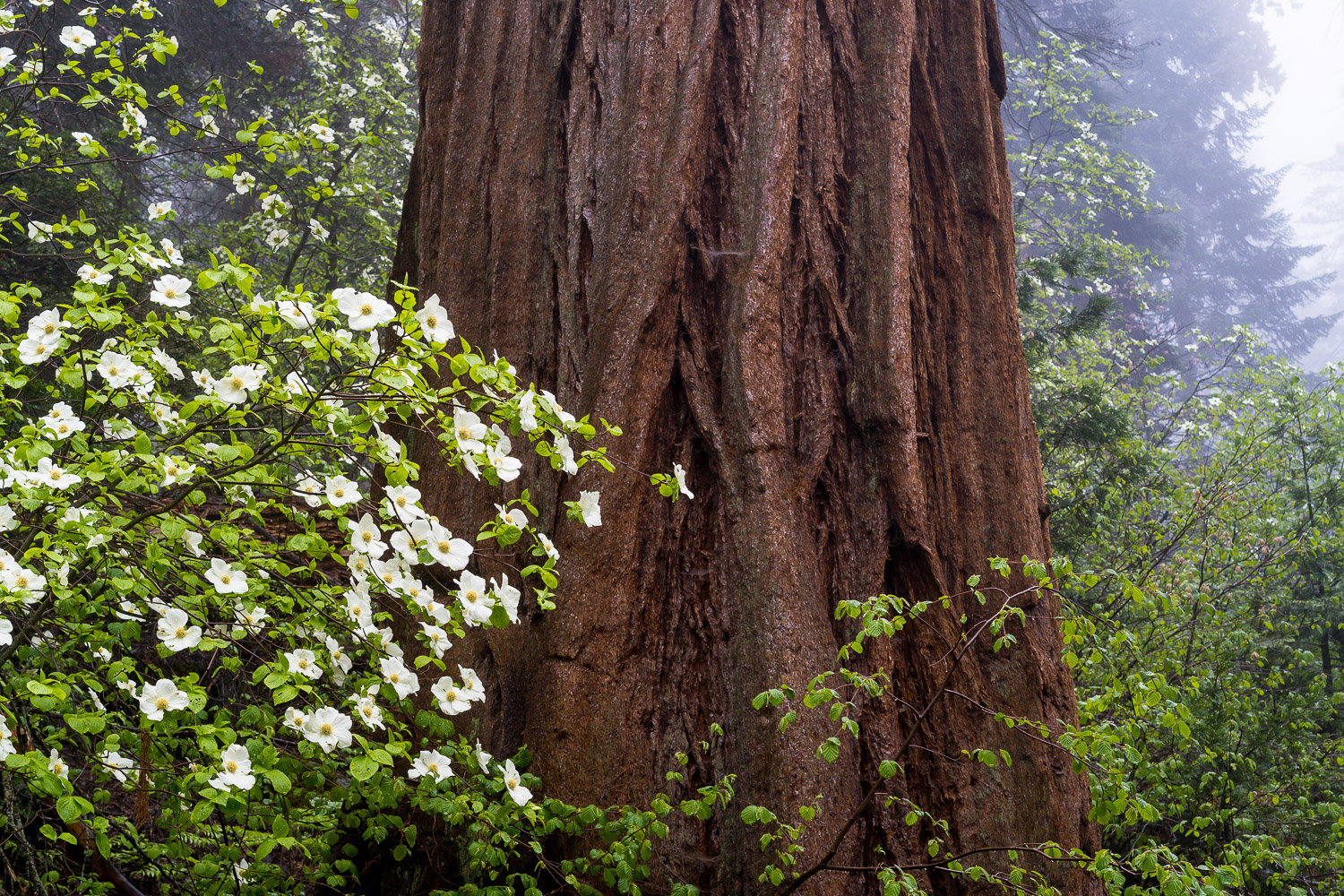 sequoia national park and kings canyon photography big tree with dogwood tree blooming