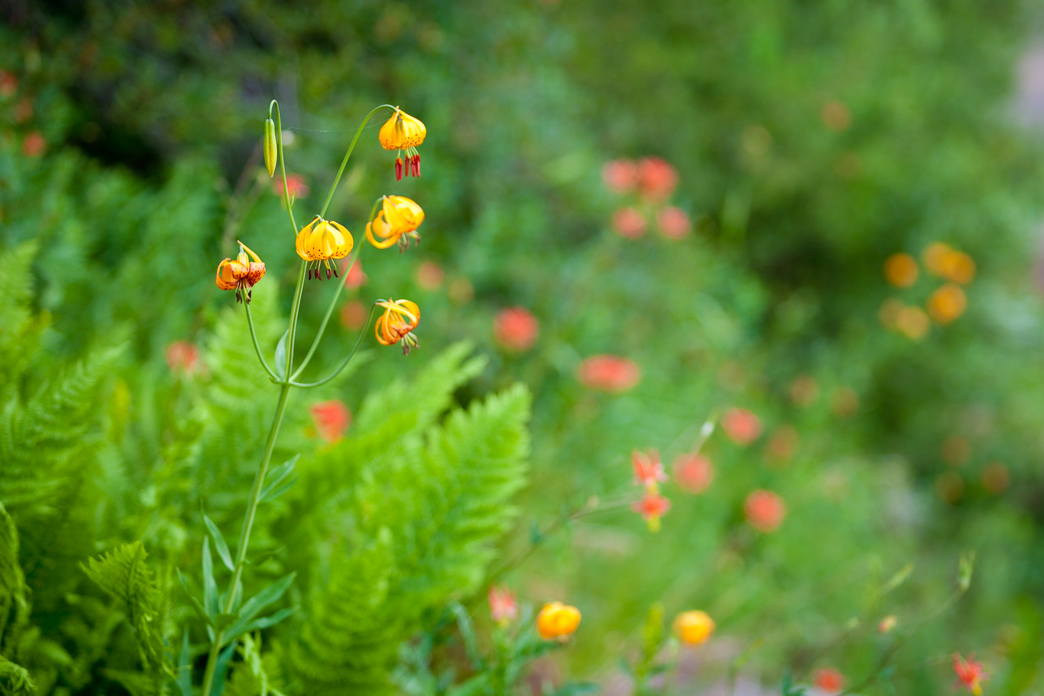 sequoia national park and kings canyon photography wildflowers