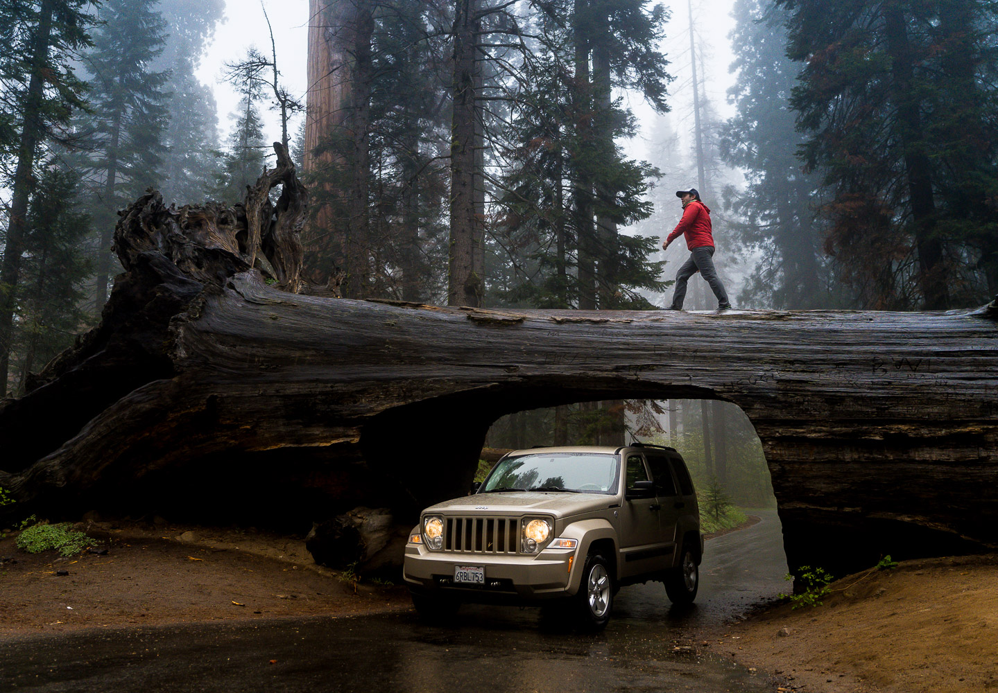 sequoia national park and kings canyon photography tunnel log