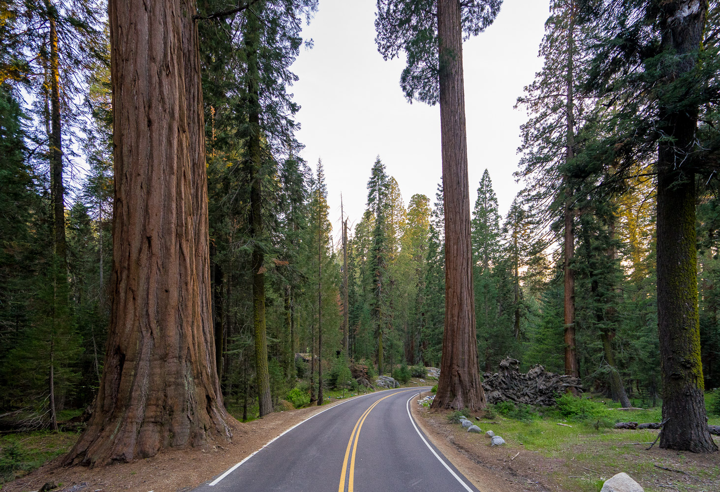 sequoia national park and kings canyon photography road through giant forest big trees