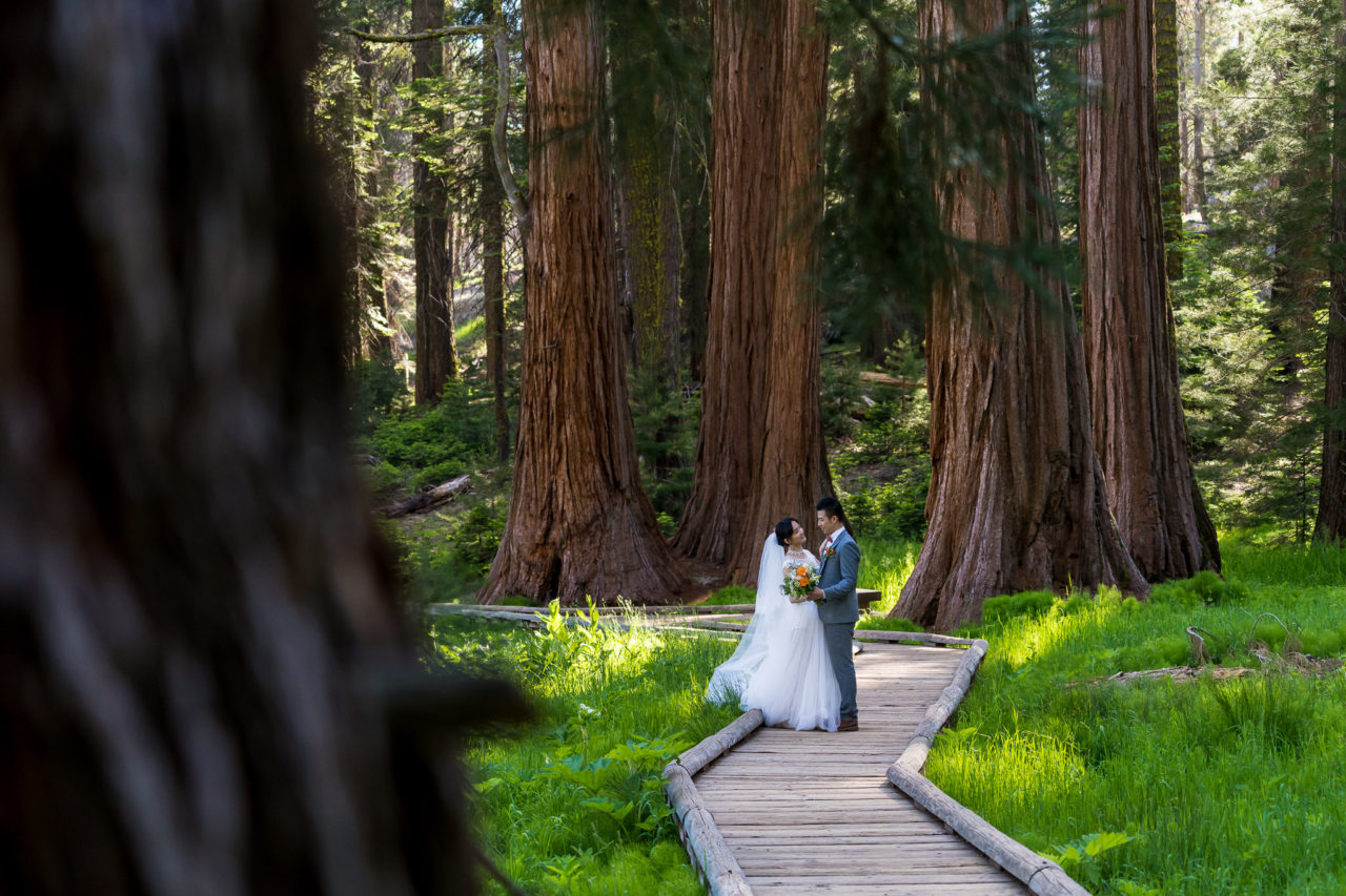 Sequoia Elopement Photos Wooden Forest Path