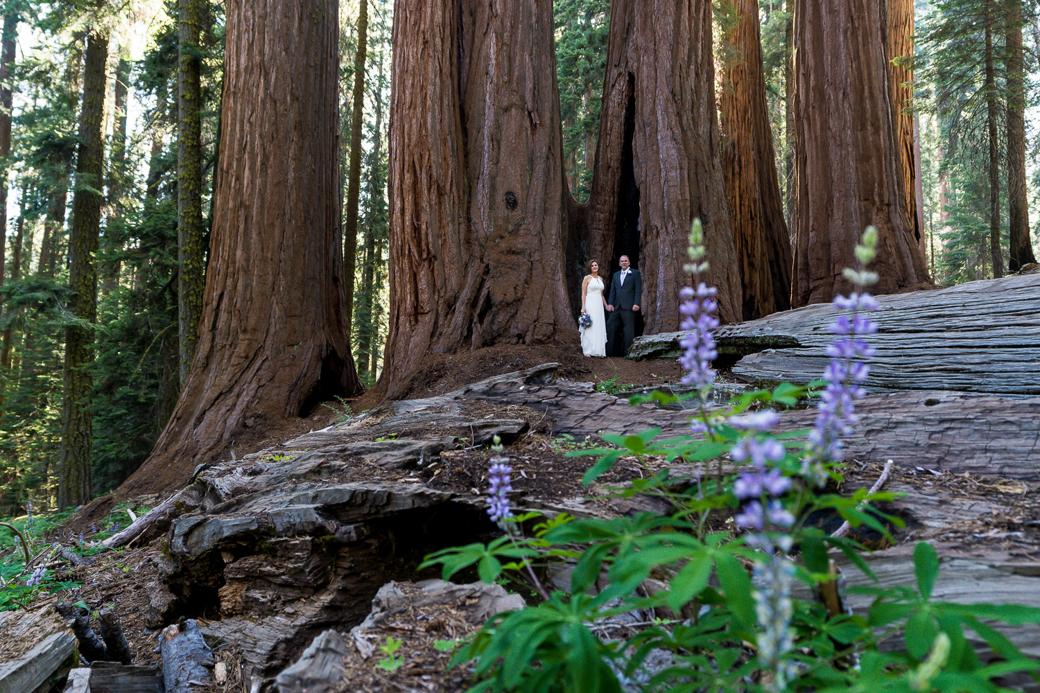 Sequoia Elopement Photography trees and flowers