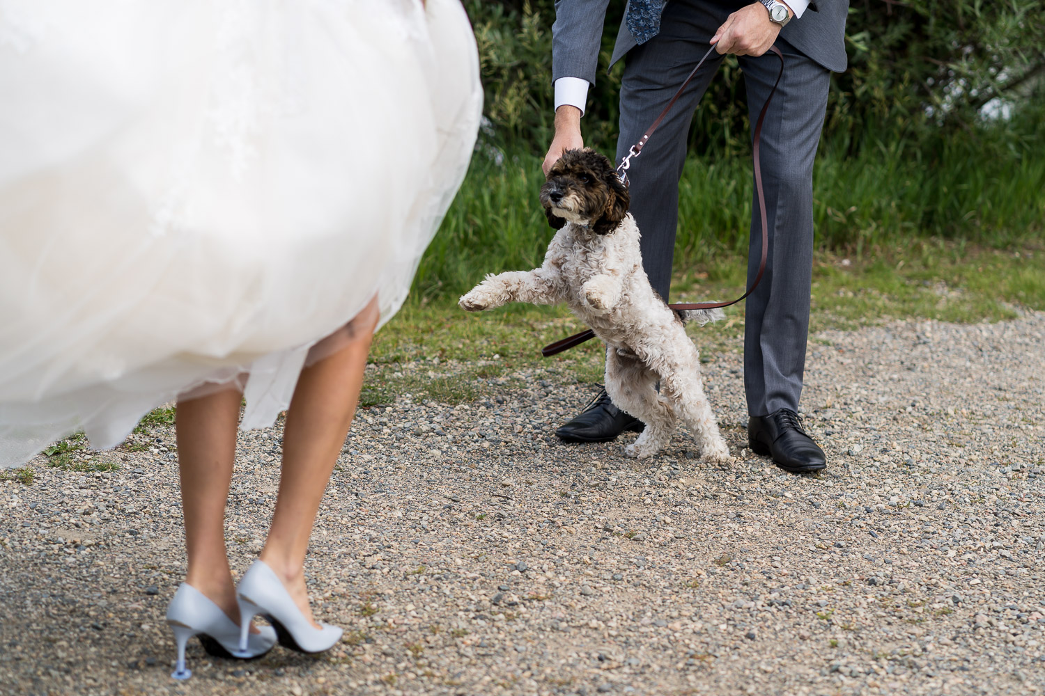 Silverthorne Pavillion Wedding dog