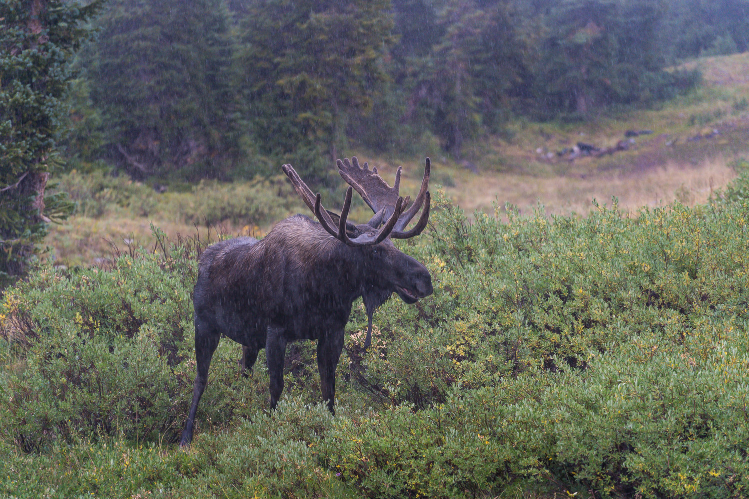 Breckenridge Colorado Elopement Moose